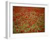 Italy, Umbria, Norcia, Poppies Growing in Barley Fields Near Norcia-Katie Garrod-Framed Photographic Print