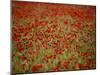 Italy, Umbria, Norcia, Poppies Growing in Barley Fields Near Norcia-Katie Garrod-Mounted Photographic Print