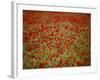 Italy, Umbria, Norcia, Poppies Growing in Barley Fields Near Norcia-Katie Garrod-Framed Photographic Print