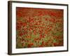 Italy, Umbria, Norcia, Poppies Growing in Barley Fields Near Norcia-Katie Garrod-Framed Photographic Print