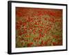 Italy, Umbria, Norcia, Poppies Growing in Barley Fields Near Norcia-Katie Garrod-Framed Photographic Print