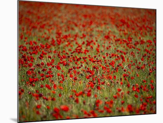 Italy, Umbria, Norcia, Poppies Growing in Barley Fields Near Norcia-Katie Garrod-Mounted Photographic Print