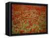 Italy, Umbria, Norcia, Poppies Growing in Barley Fields Near Norcia-Katie Garrod-Framed Stretched Canvas