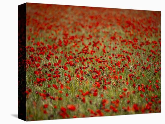 Italy, Umbria, Norcia, Poppies Growing in Barley Fields Near Norcia-Katie Garrod-Stretched Canvas