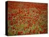 Italy, Umbria, Norcia, Poppies Growing in Barley Fields Near Norcia-Katie Garrod-Stretched Canvas