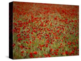 Italy, Umbria, Norcia, Poppies Growing in Barley Fields Near Norcia-Katie Garrod-Stretched Canvas