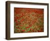 Italy, Umbria, Norcia, Poppies Growing in Barley Fields Near Norcia-Katie Garrod-Framed Photographic Print