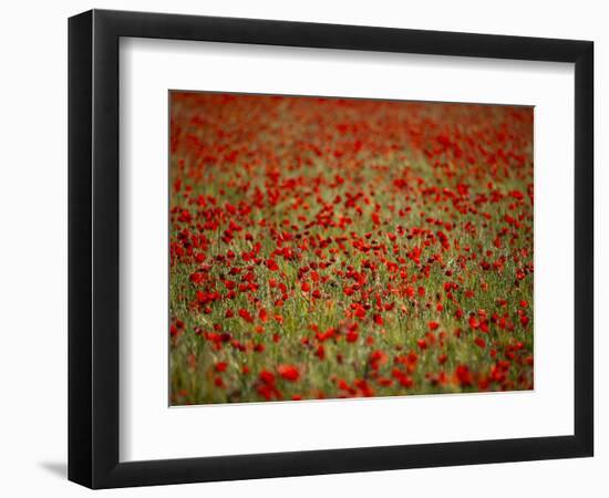 Italy, Umbria, Norcia, Poppies Growing in Barley Fields Near Norcia-Katie Garrod-Framed Photographic Print