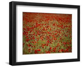 Italy, Umbria, Norcia, Poppies Growing in Barley Fields Near Norcia-Katie Garrod-Framed Photographic Print