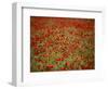 Italy, Umbria, Norcia, Poppies Growing in Barley Fields Near Norcia-Katie Garrod-Framed Photographic Print