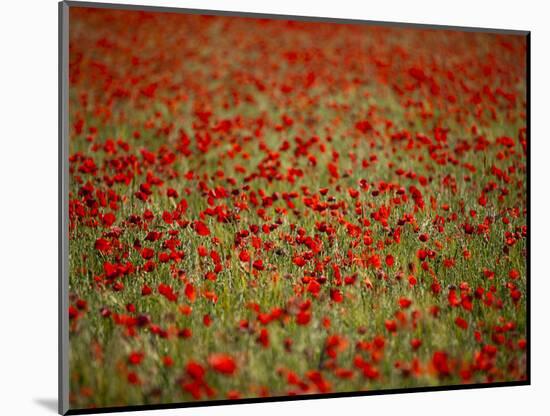 Italy, Umbria, Norcia, Poppies Growing in Barley Fields Near Norcia-Katie Garrod-Mounted Photographic Print