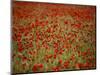 Italy, Umbria, Norcia, Poppies Growing in Barley Fields Near Norcia-Katie Garrod-Mounted Photographic Print