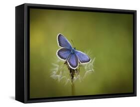 Italy, Umbria, Norcia, Purple Butterfly on a Dandelion-Katie Garrod-Framed Stretched Canvas