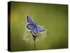 Italy, Umbria, Norcia, Purple Butterfly on a Dandelion-Katie Garrod-Stretched Canvas