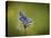 Italy, Umbria, Norcia, Purple Butterfly on a Dandelion-Katie Garrod-Stretched Canvas