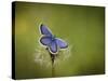 Italy, Umbria, Norcia, Purple Butterfly on a Dandelion-Katie Garrod-Stretched Canvas