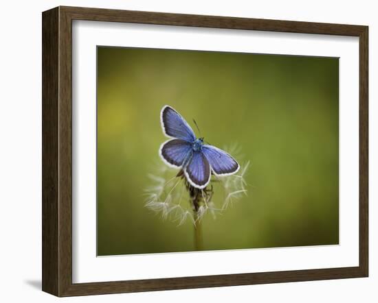 Italy, Umbria, Norcia, Purple Butterfly on a Dandelion-Katie Garrod-Framed Photographic Print