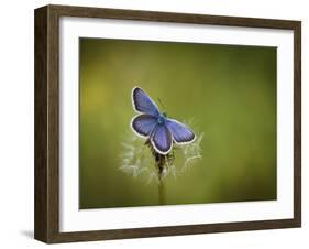 Italy, Umbria, Norcia, Purple Butterfly on a Dandelion-Katie Garrod-Framed Photographic Print