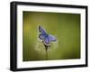 Italy, Umbria, Norcia, Purple Butterfly on a Dandelion-Katie Garrod-Framed Photographic Print