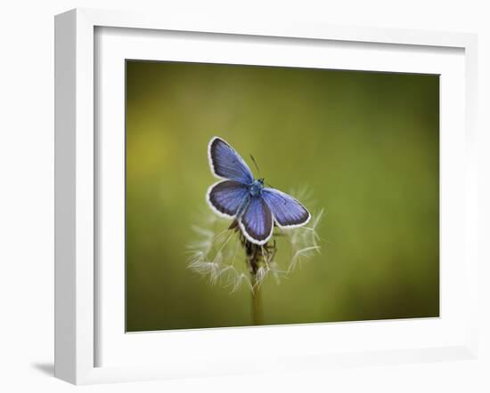 Italy, Umbria, Norcia, Purple Butterfly on a Dandelion-Katie Garrod-Framed Photographic Print