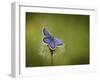 Italy, Umbria, Norcia, Purple Butterfly on a Dandelion-Katie Garrod-Framed Photographic Print