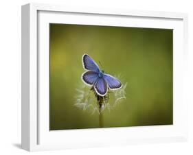 Italy, Umbria, Norcia, Purple Butterfly on a Dandelion-Katie Garrod-Framed Photographic Print