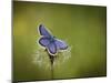 Italy, Umbria, Norcia, Purple Butterfly on a Dandelion-Katie Garrod-Mounted Photographic Print