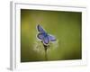 Italy, Umbria, Norcia, Purple Butterfly on a Dandelion-Katie Garrod-Framed Photographic Print