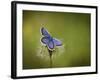 Italy, Umbria, Norcia, Purple Butterfly on a Dandelion-Katie Garrod-Framed Photographic Print