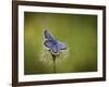 Italy, Umbria, Norcia, Purple Butterfly on a Dandelion-Katie Garrod-Framed Photographic Print