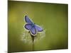 Italy, Umbria, Norcia, Purple Butterfly on a Dandelion-Katie Garrod-Mounted Photographic Print