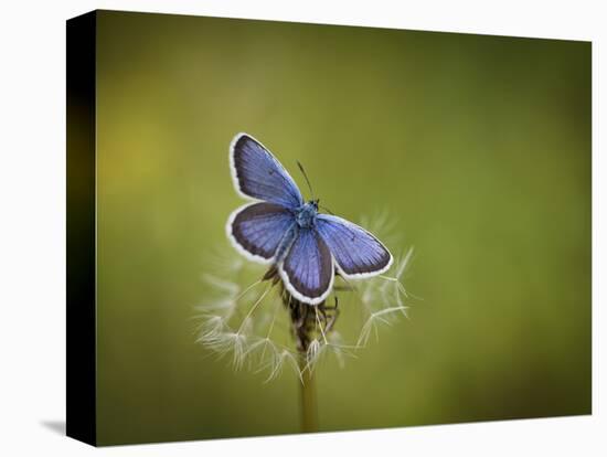 Italy, Umbria, Norcia, Purple Butterfly on a Dandelion-Katie Garrod-Stretched Canvas