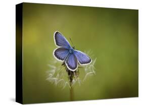 Italy, Umbria, Norcia, Purple Butterfly on a Dandelion-Katie Garrod-Stretched Canvas