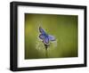 Italy, Umbria, Norcia, Purple Butterfly on a Dandelion-Katie Garrod-Framed Photographic Print