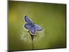 Italy, Umbria, Norcia, Purple Butterfly on a Dandelion-Katie Garrod-Mounted Photographic Print