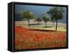 Italy, Umbria, Norcia, Walnut Trees in Fields of Poppies Near Norcia, Bathed in Evening Light-Katie Garrod-Framed Stretched Canvas