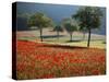 Italy, Umbria, Norcia, Walnut Trees in Fields of Poppies Near Norcia, Bathed in Evening Light-Katie Garrod-Stretched Canvas