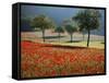 Italy, Umbria, Norcia, Walnut Trees in Fields of Poppies Near Norcia, Bathed in Evening Light-Katie Garrod-Framed Stretched Canvas