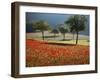 Italy, Umbria, Norcia, Walnut Trees in Fields of Poppies Near Norcia, Bathed in Evening Light-Katie Garrod-Framed Photographic Print