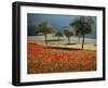 Italy, Umbria, Norcia, Walnut Trees in Fields of Poppies Near Norcia, Bathed in Evening Light-Katie Garrod-Framed Photographic Print