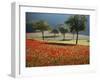 Italy, Umbria, Norcia, Walnut Trees in Fields of Poppies Near Norcia, Bathed in Evening Light-Katie Garrod-Framed Photographic Print