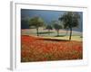 Italy, Umbria, Norcia, Walnut Trees in Fields of Poppies Near Norcia, Bathed in Evening Light-Katie Garrod-Framed Photographic Print