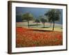 Italy, Umbria, Norcia, Walnut Trees in Fields of Poppies Near Norcia, Bathed in Evening Light-Katie Garrod-Framed Photographic Print