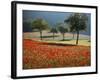 Italy, Umbria, Norcia, Walnut Trees in Fields of Poppies Near Norcia, Bathed in Evening Light-Katie Garrod-Framed Photographic Print