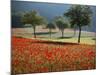 Italy, Umbria, Norcia, Walnut Trees in Fields of Poppies Near Norcia, Bathed in Evening Light-Katie Garrod-Mounted Photographic Print