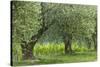 Italy, Umbria. Old olive trees line the edge of a vineyard.-Brenda Tharp-Stretched Canvas