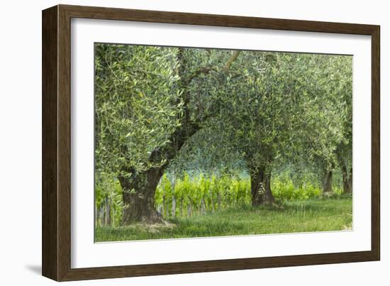 Italy, Umbria. Old olive trees line the edge of a vineyard.-Brenda Tharp-Framed Photographic Print