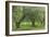 Italy, Umbria. Old olive trees line the edge of a vineyard.-Brenda Tharp-Framed Photographic Print