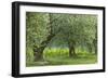 Italy, Umbria. Old olive trees line the edge of a vineyard.-Brenda Tharp-Framed Photographic Print