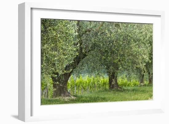 Italy, Umbria. Old olive trees line the edge of a vineyard.-Brenda Tharp-Framed Photographic Print